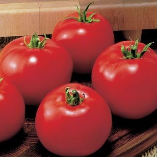 Park Seed Variety of Tomato Seeds, Planting Vegetables, Easy to Grow, Non-GMO, Perfect for Harvesting, MoneyMaker, Pack of 500