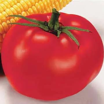 Park Seed Variety of Tomato Seeds, Planting Vegetables, Easy to Grow, Non-GMO, Perfect for Harvesting, Better Boy Hybrid, Pack of 1000