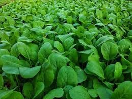 2500+ Seeds Brassica Juncea Choy Sum Mustard Yu Choy Sum Seeds, USA Chinese Broccoli Scallion Chive Asian Vegetable, Cải NGỌt ăn bông (Cải Ngồng) Diaspora