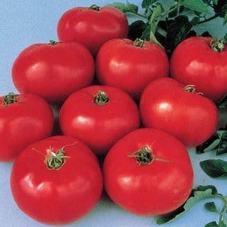 Park Seed Variety of Tomato Seeds, Planting Vegetables, Easy to Grow, Non-GMO, Perfect for Harvesting, Brandywine, Pack of 500
