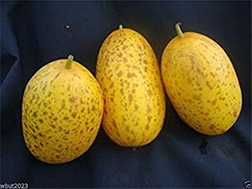 Sambar Cucumber Seeds, (Dosakkai type) from Andhra Pradesh, India, Delicious !(25 seeds)