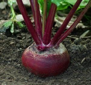 1200 Detroit Dark Red Beet Seeds for Planting 1 Ounce of Seeds Organic Non GMO and Heirloom Survival Vegetable Garden Bulk Seeds