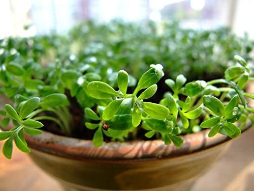 Purslane (Portulaca oleracea) Vegetable Green Leafy Antitoxin Heirloom Organic Non-GMO
