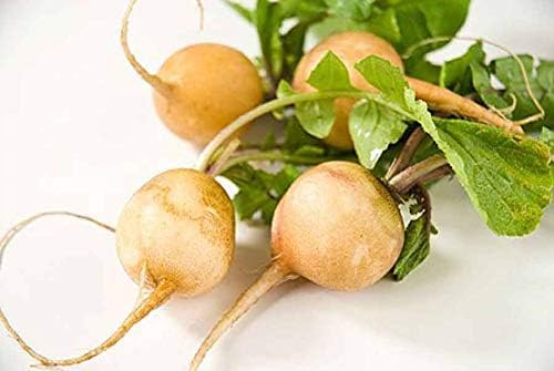 Seeds Vegetable Radish Yellow 23 Days Heirloom - 300 Seeds