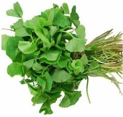 200+ Seeds Gotu Kola Big Leaf Centella Asiatica Indian Pennywort Brahmi Rau Má Organic Vegetable Planting Non-GMO, green