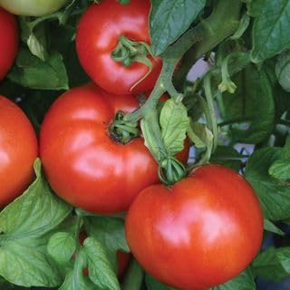 Park Seed Variety of Tomato Seeds, Planting Vegetables, Easy to Grow, Non-GMO, Perfect for Harvesting, Season Starter Hybrid, Pack of 250
