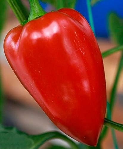 Seeds Vegetable Sweet Bell Pepper Victoria Mix (Red-Yellow) for Planting Non GMO - 30 Seeds