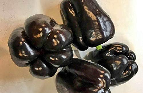 Sweet Bell Pepper Black Horse Seeds Heirloom Vegetable for Planting Giant Non GMO 30 Seeds
