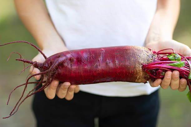 Cylindra Beet Seeds for Planting, 100 Heirloom Seeds, Non-GMO Sweet Beet Seeds for Sprouting, Cylindrical Shape for Easy Slicing & High Yield, Perfect for Planting Indoor & Outdoor Gardens