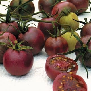 Park Seed Cherry Tomato Seeds, Planting Vegetables, Easy to Grow, Non-GMO, Variety of Colors and Sizes, Spring Garden, Chocolate Cherry, Pack of 250
