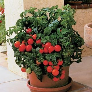 Park Seed Variety of Tomato Seeds, Planting Vegetables, Easy to Grow, Non-GMO, Perfect for Harvesting, Patio Hybrid, Pack of 250