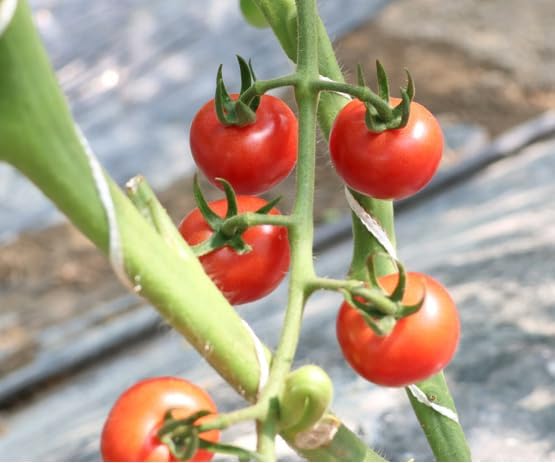 HipGirl Heirloom Large Red Cherry Tomato Seeds - Non-GMO, Indeterminate Vining Tomato for Planting - 40ct+ High Germination Garden Seeds for Indoor, Outdoor, & Hydroponic Gardening