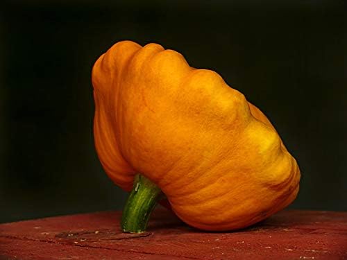 Seeds Vegetable Yellow Patty Pan Squash Scallop Zucchini - 20 Seeds