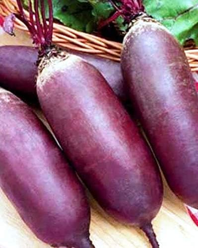 Seeds Beet Rival Beetroot Red Long Giant Vegetable Garden Heirloom for Planting Non GMO