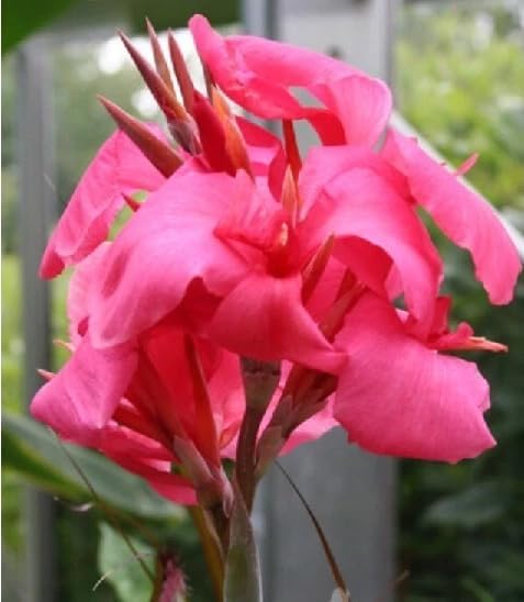 20+ Mixed Canna Lily Seeds Green Leaves Tropical Flowers Perennial Flowers Garden Plant