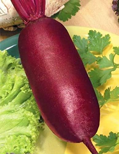 Seeds Beet Rival Beetroot Red Long Giant Vegetable Garden Heirloom for Planting Non GMO