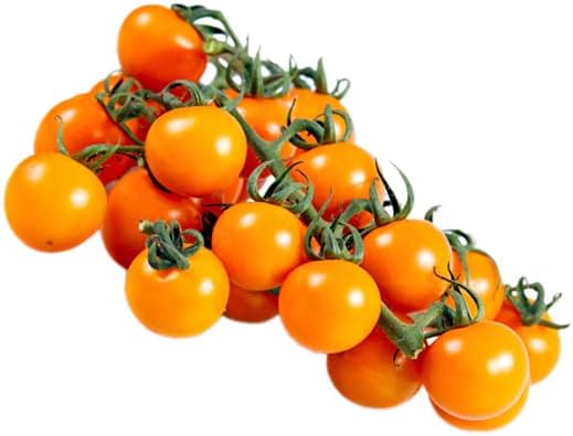 10ct Sweet Orange Sun Gold Cherry Tomato Seeds for Planting.Non GMO Garden Seeds for Planting Vegetables Seed at Home Vegetable Garden and Hydroponics Seed Pods:10ct Sungold Tomato