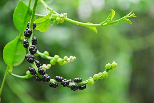 Organic Malabar Spinach Seeds/ Asian Vegetable Seeds/ rau mồng tơi Nhật Cao Sản