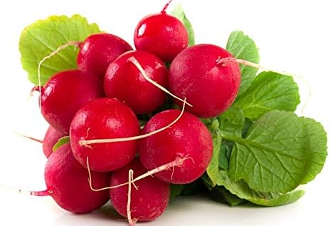 Seeds Red Ball Radish 20 Days Non GMO Vegetable for Planting