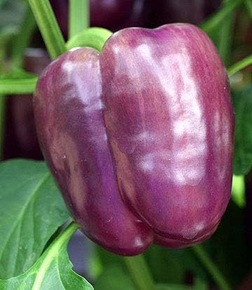 Seeds Sweet Bell Pepper Purple Lilac Giant Vegetable for Planting Heirloom Non GMO