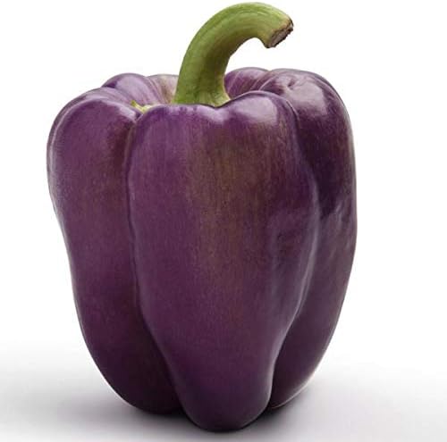 Seeds Sweet Bell Pepper Purple Lilac Giant Vegetable for Planting Heirloom Non GMO