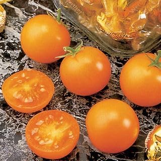 Park Seed Variety of Tomato Seeds, Planting Vegetables, Easy to Grow, Non-GMO, Perfect for Harvesting, Sunsugar Hybrid, Pack of 250
