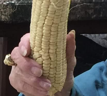 100% Organic, Silver, Hawaiian #9, Super, Sweet Corn, Heirloom, Open Pollinated, Non GMO