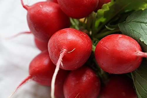 Seeds Red Ball Radish 20 Days Non GMO Vegetable for Planting