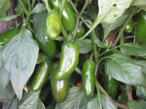 120 Organic Early Jalapeno Pepper Seeds Heirloom Non GMO Garden Vegetable Bulk Survival
