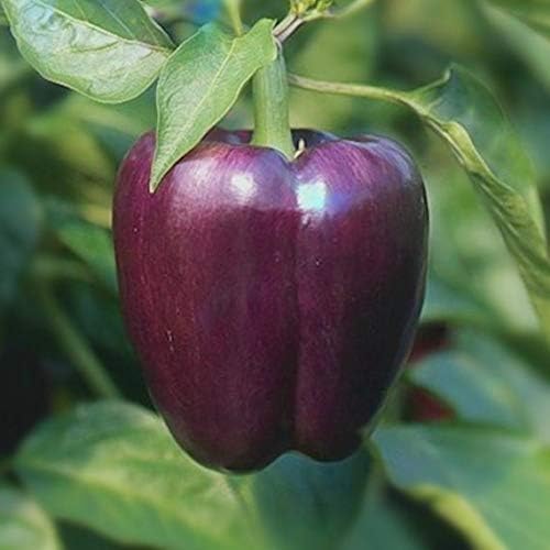 Seeds Sweet Bell Pepper Purple Lilac Giant Vegetable for Planting Heirloom Non GMO
