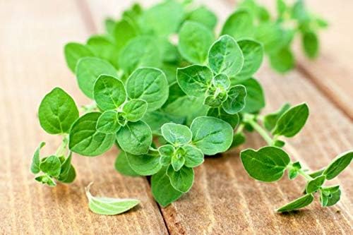 Purslane (Portulaca oleracea) Vegetable Green Leafy Antitoxin Heirloom Organic Non-GMO