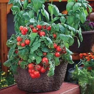 Park Seed Variety of Tomato Seeds, Planting Vegetables, Easy to Grow, Non-GMO, Perfect for Harvesting, Red Robin, Pack of 250