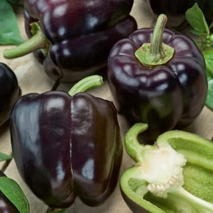 Seeds Black Sweet Bell Pepper Non GMO Vegetable for Planting