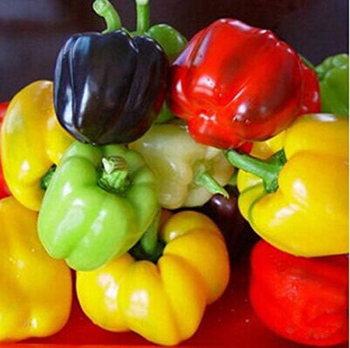 40+ Seeds Sweet Bell Pepper Rainbow - Vegetable Mix