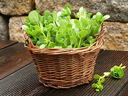 Purslane (Portulaca oleracea) Vegetable Green Leafy Antitoxin Heirloom Organic Non-GMO