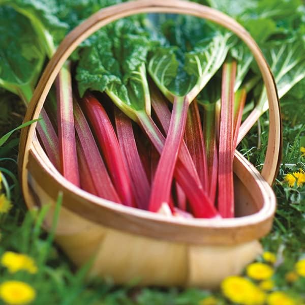30+ Seeds Rhubarb Victoria - Vegetable Red