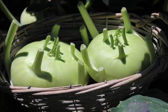 Kohlrabi Seeds for Planting, Pack of 1000 Vegetable Seeds for Planting