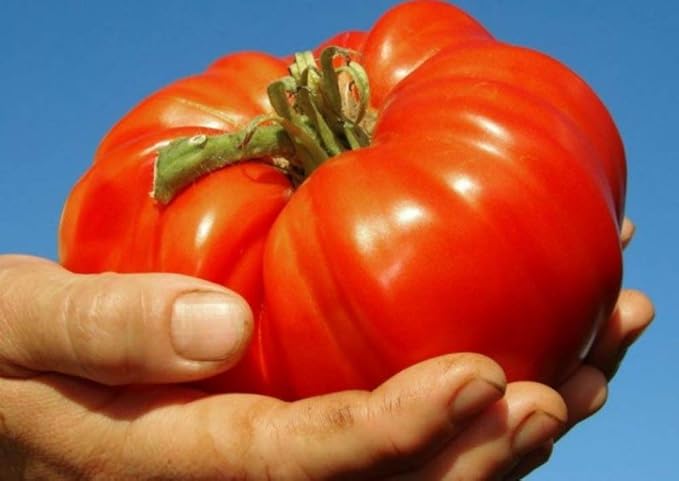40+ Seeds Giant Beefsteak Tomato - Vegetable Red