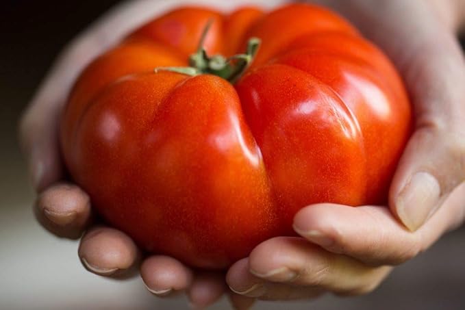 40+ Seeds Giant Beefsteak Tomato - Vegetable Red