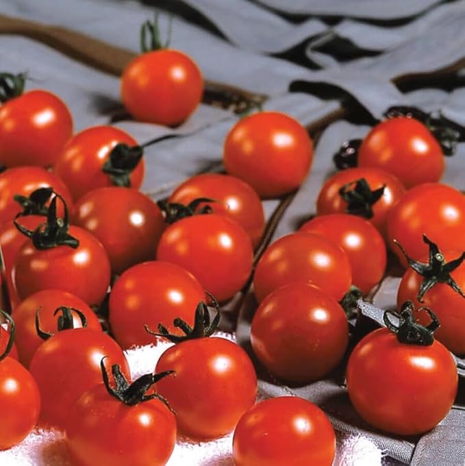 Park Seed Variety of Tomato Seeds, Planting Vegetables, Easy to Grow, Non-GMO, Perfect for Harvesting, Sweet Million Hybrid, Pack of 1000