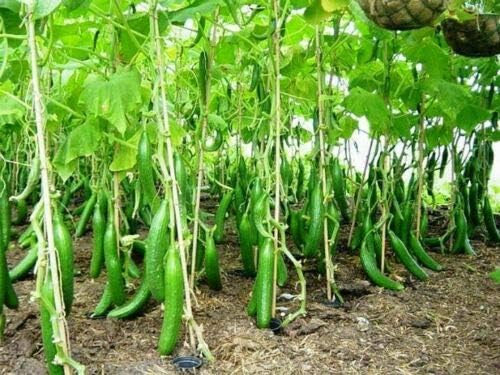 Seeds Vegetable Cucumber Chinese Long for Salads Without Bitterness for Pickling - 10 Seeds