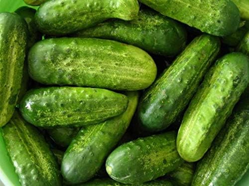 Seeds Cucumber Rodnichok F1 (Cucumis sativus L.) Source Pickling Heirloom Open-Pollinated Vegetable for Planting Non GMO