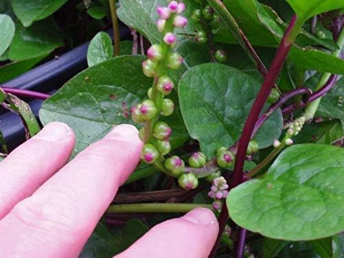 Mixed Malabar Spinach-Fresh Seeds- Both Varieties RED & Green Delicious(50 - Seeds)