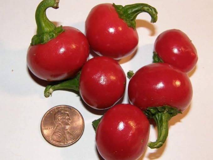 Seeds Red Hot Cherry Pepper Vegetable for Planting Heirloom Non GMO