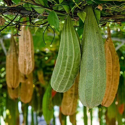 10+ Seeds Dishrag Gourd (Smooth Luffa, Sponge, Rag) Long - Vegetable Green