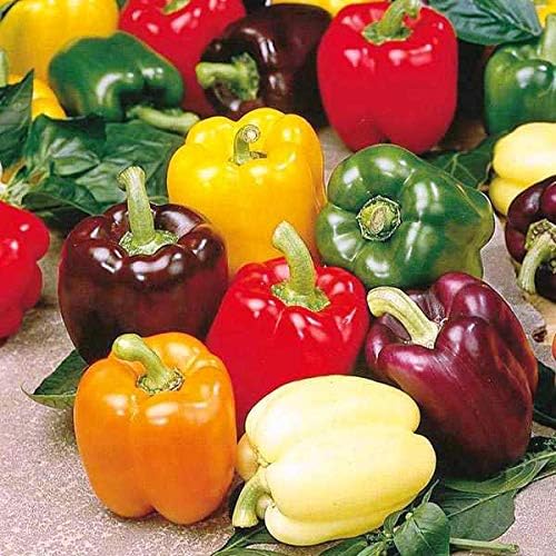 Seeds Vegetable Sweet Bell Pepper Rainbow White-Red - 30 Seeds