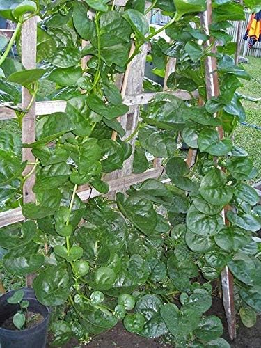 Malabar Spinach (Green Stem Variety) - Excellent for stir-Fry Cooking or RAW(300 - Seeds)
