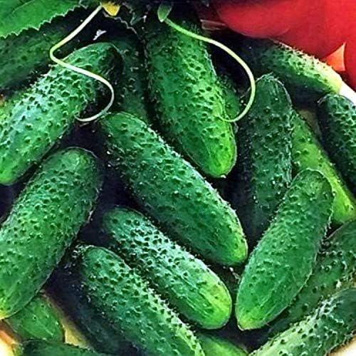 Seeds Vegetable Cucumber Parisian Gherkin Heirloom Without Bitterness for Pickling - 20 Seeds