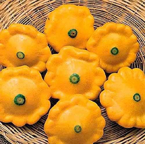 Seeds Vegetable Yellow Patty Pan Squash Scallop Zucchini - 20 Seeds