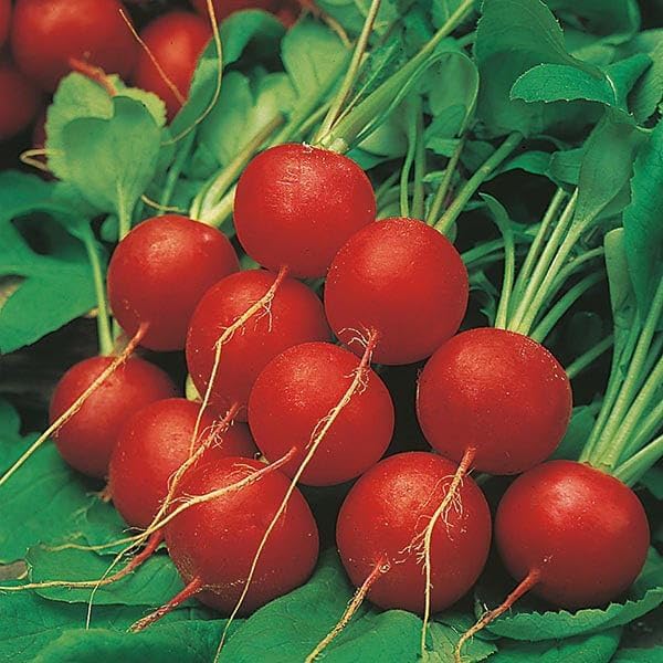 Beginner Vegetable Garden Seed Collection, 5-Pack Variety Kit Contains 2,575 Seeds, Easy to Grow Food, Live Plants | Lettuce Mix, Nantes Carrot, Scarlet Globe Radish, Cherry Tomato, Zucchini